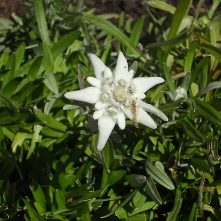 Apartamento Bacher Gertrud